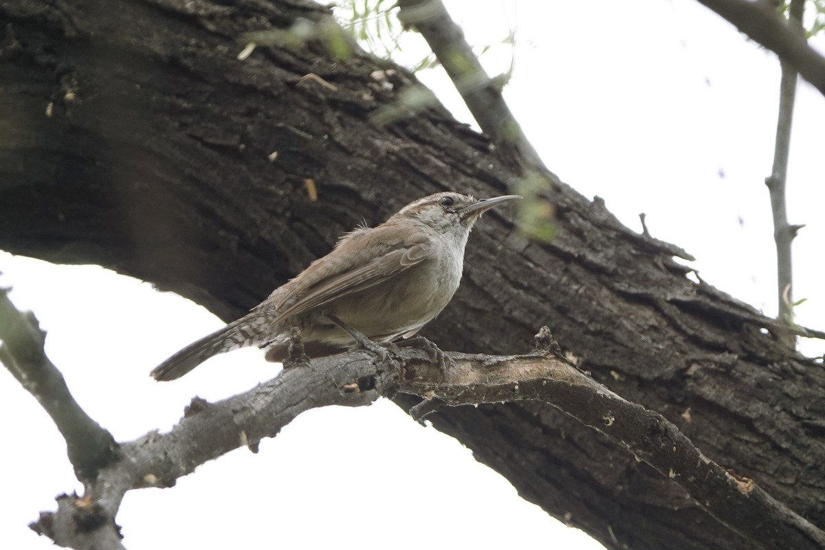 Bewick's Wren - ML622106479