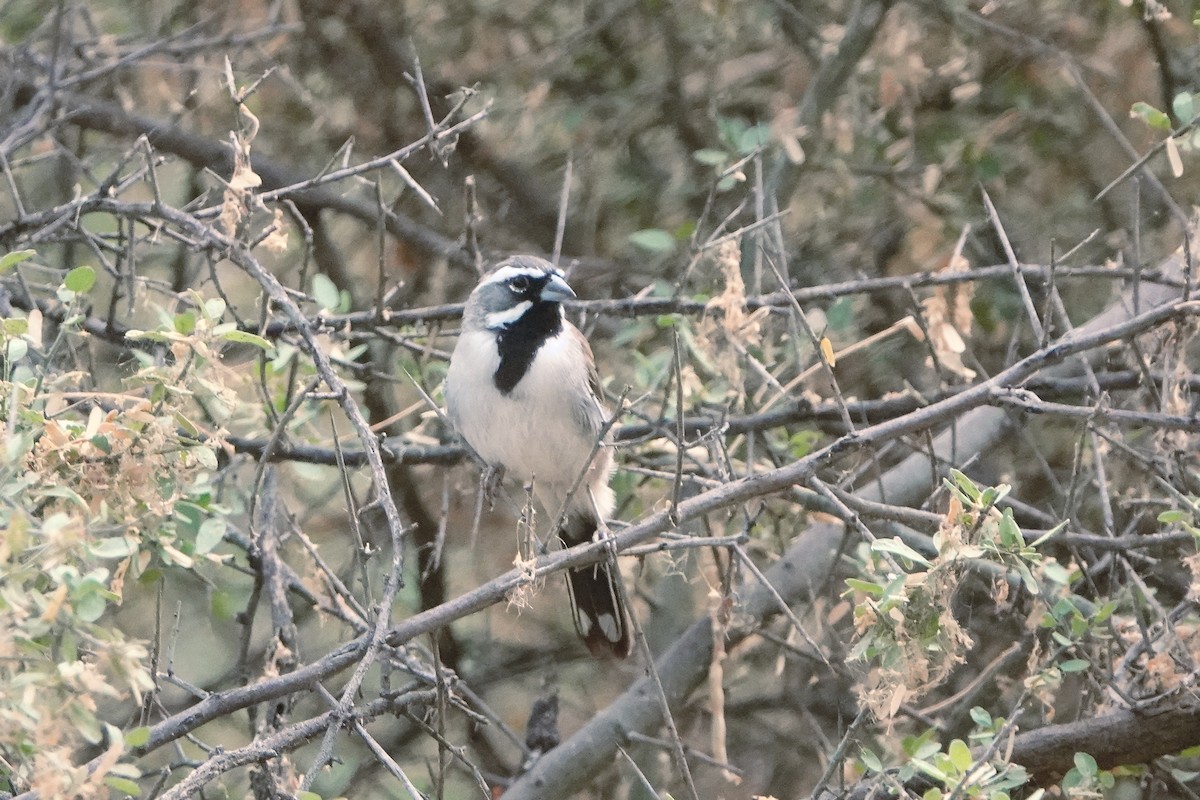 Black-throated Sparrow - ML622106482
