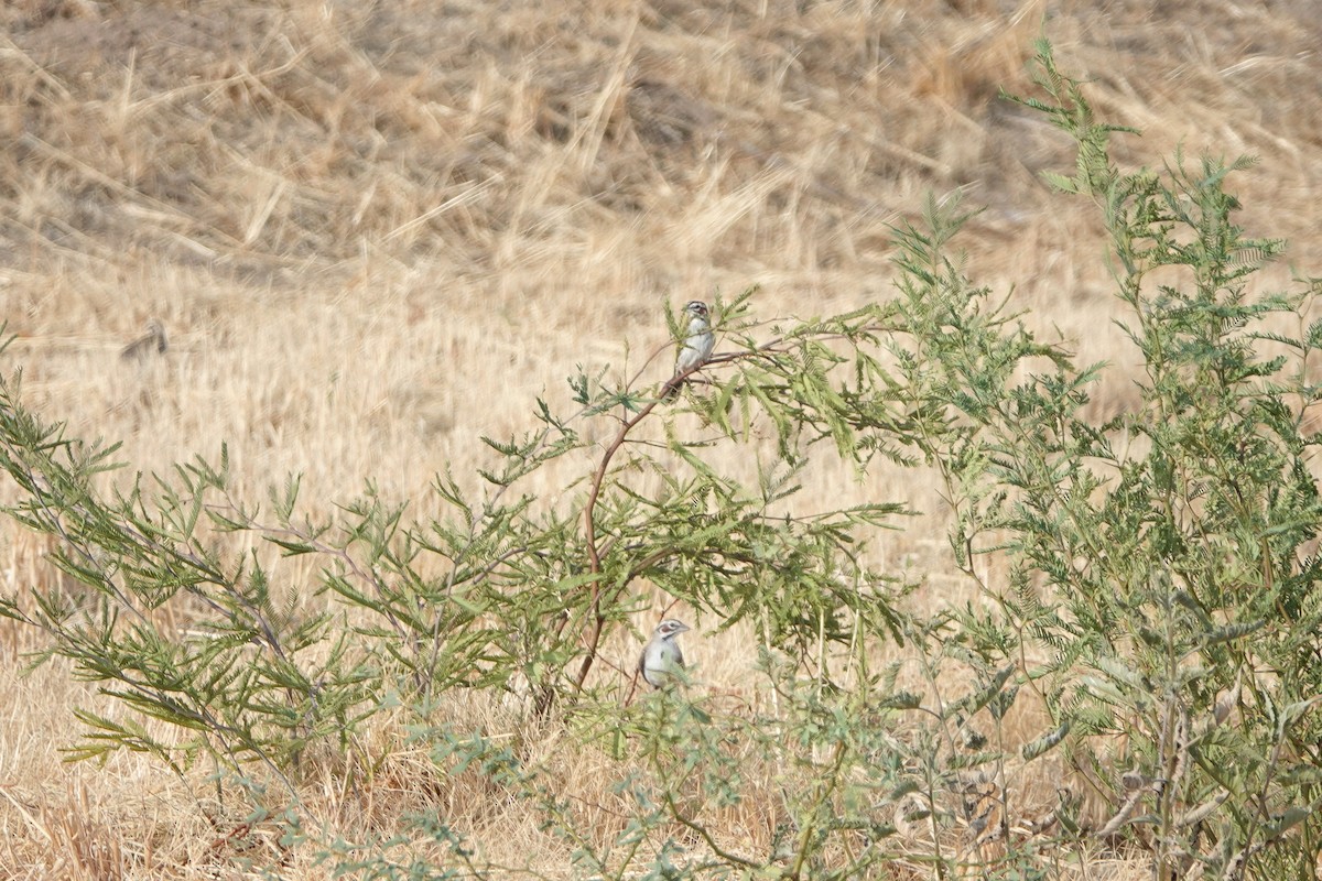 Lark Sparrow - ML622106492