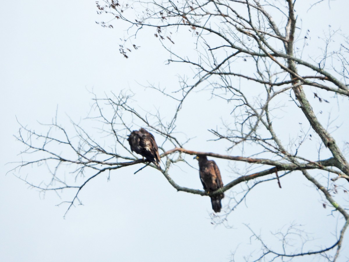 Bald Eagle - ML622106493