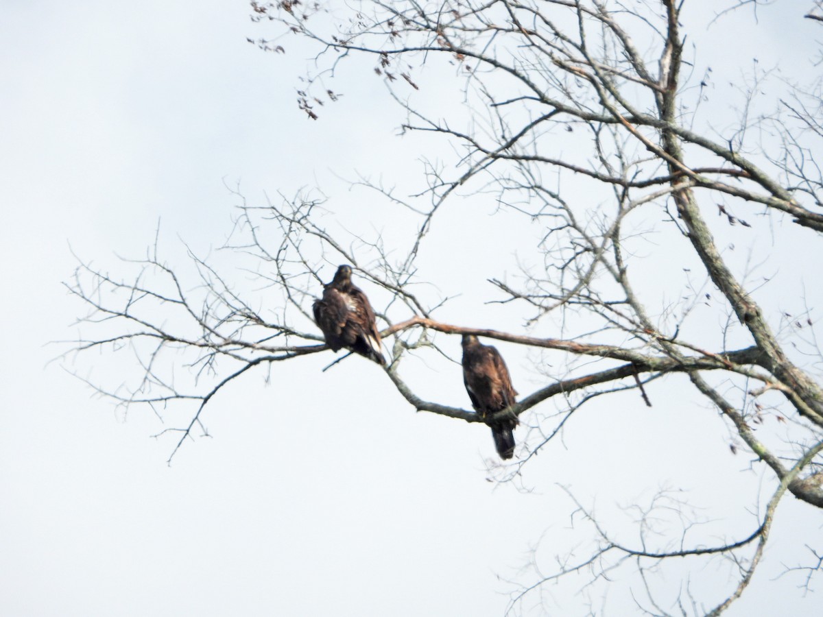 Bald Eagle - ML622106494