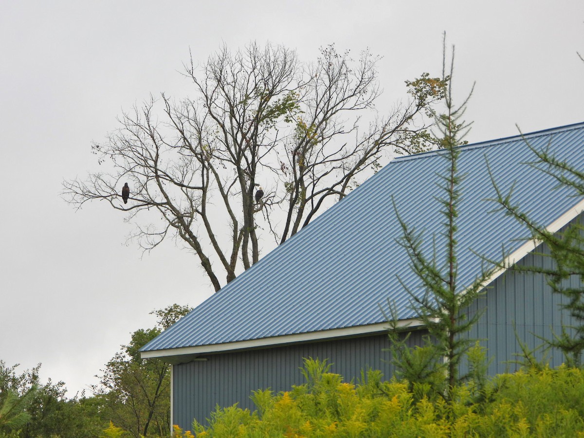 Bald Eagle - ML622106495