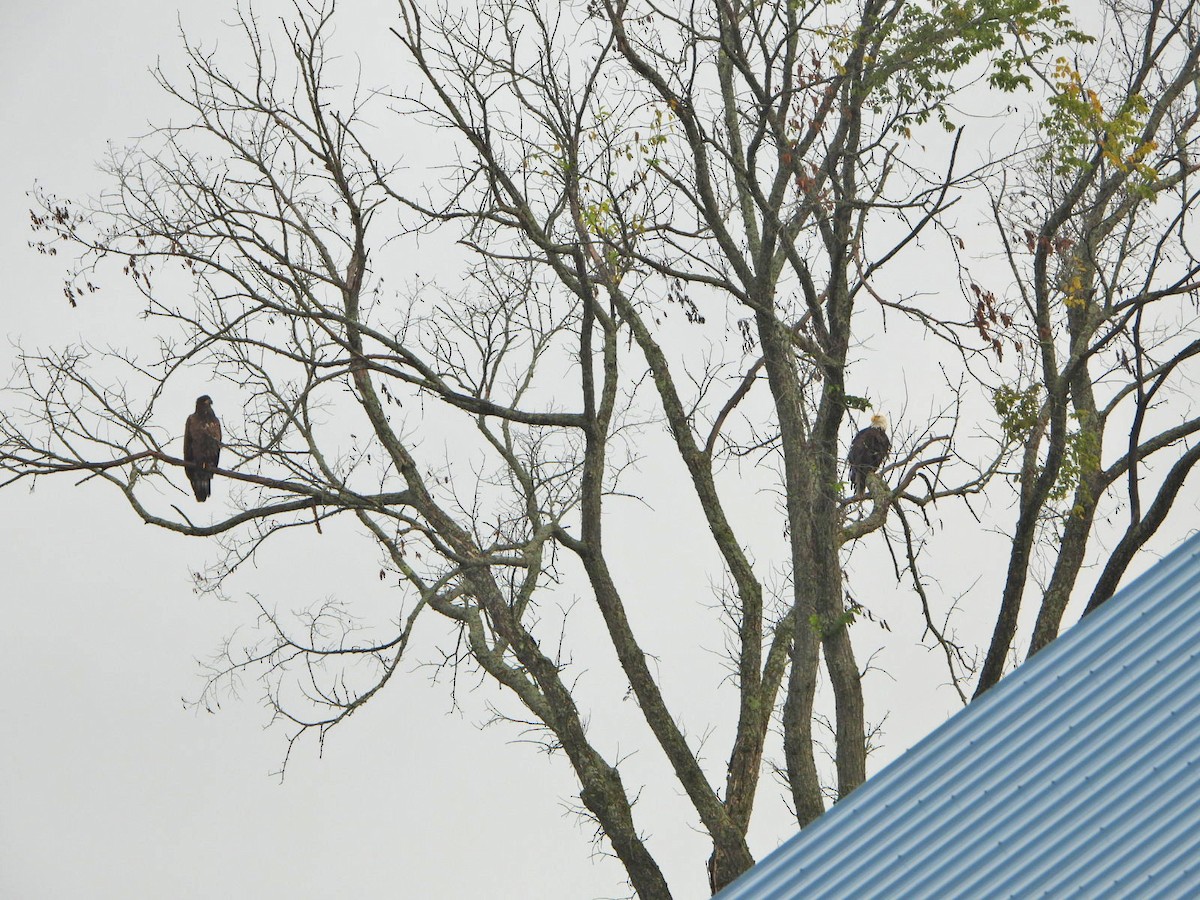 Bald Eagle - ML622106496