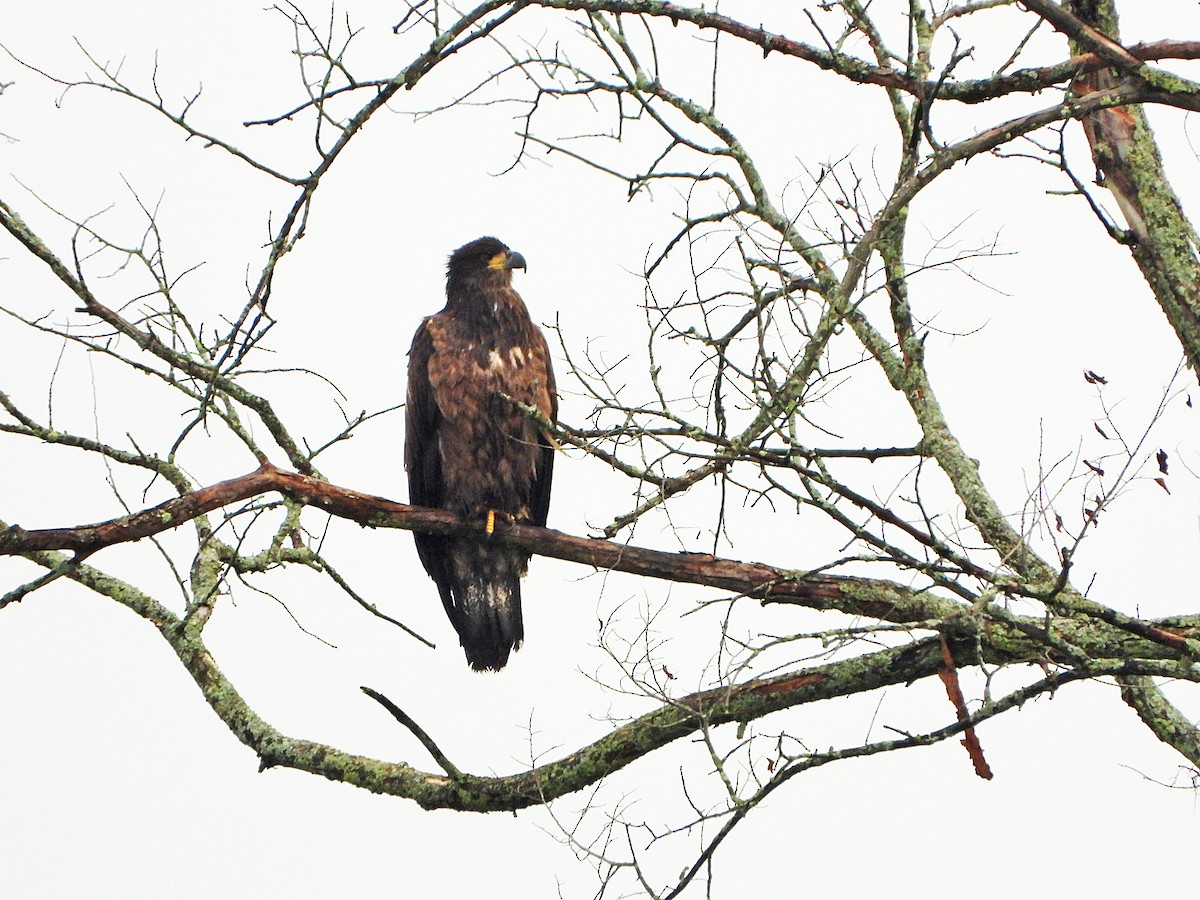 Bald Eagle - ML622106497