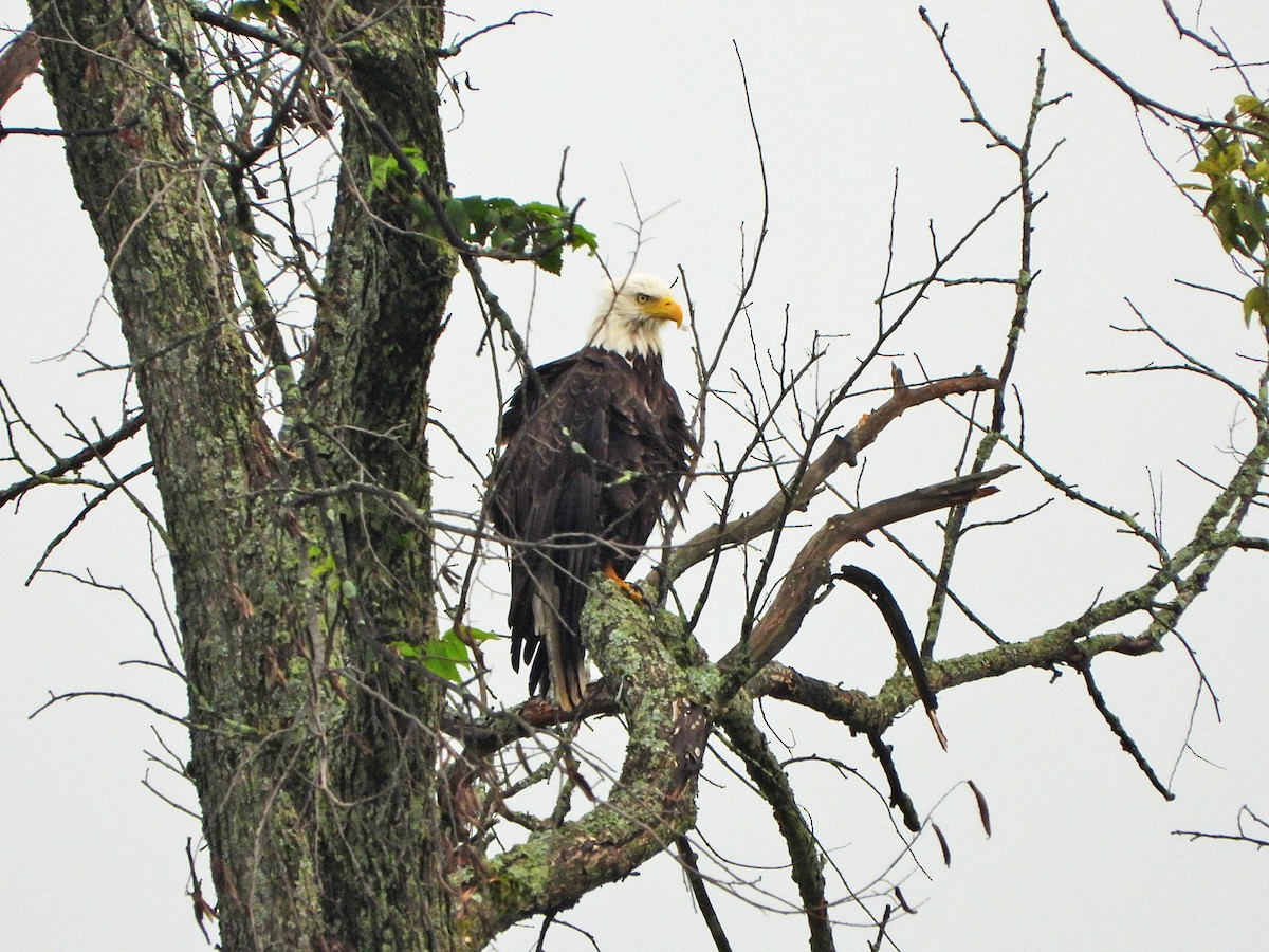 Bald Eagle - ML622106499