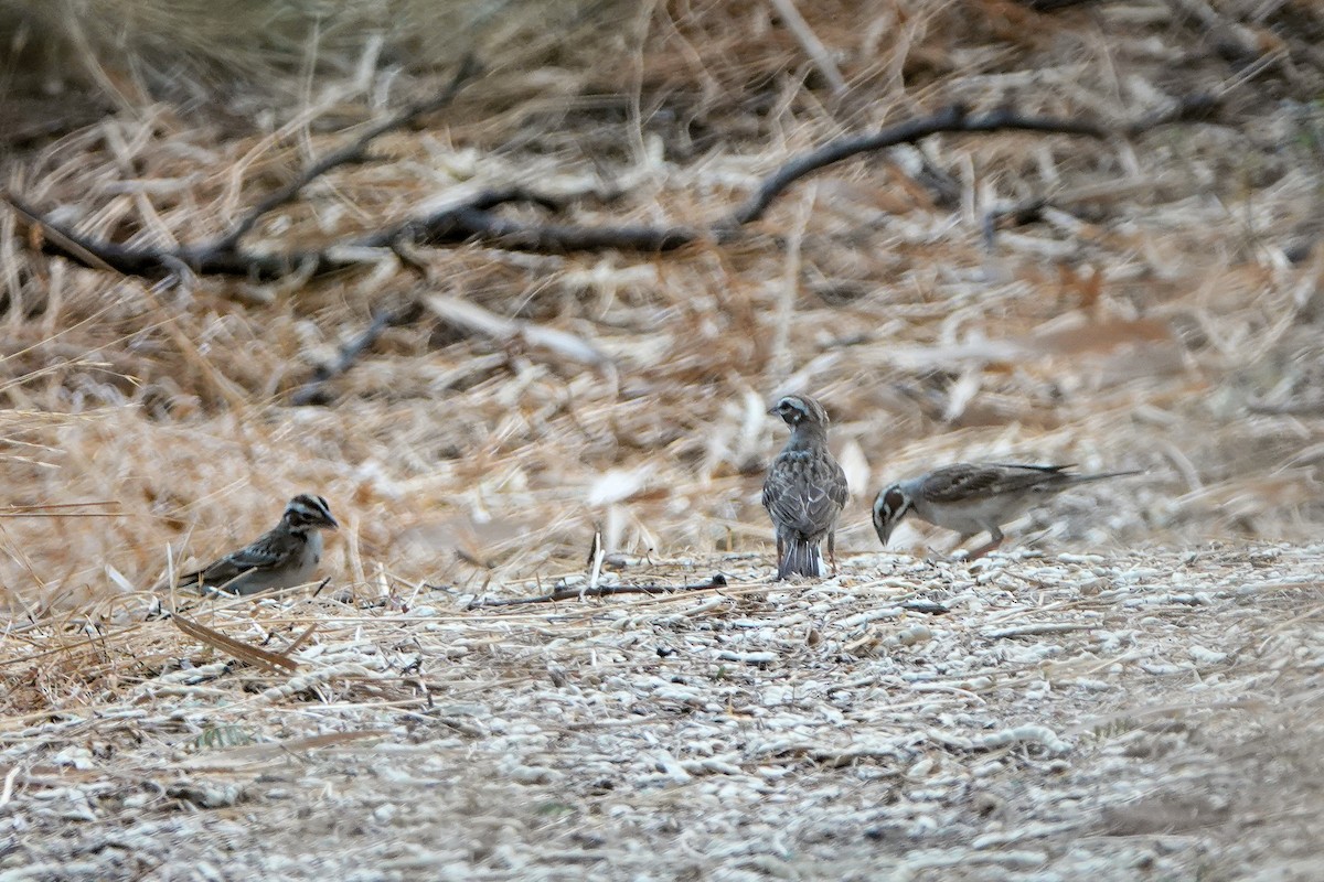 Lark Sparrow - ML622106500