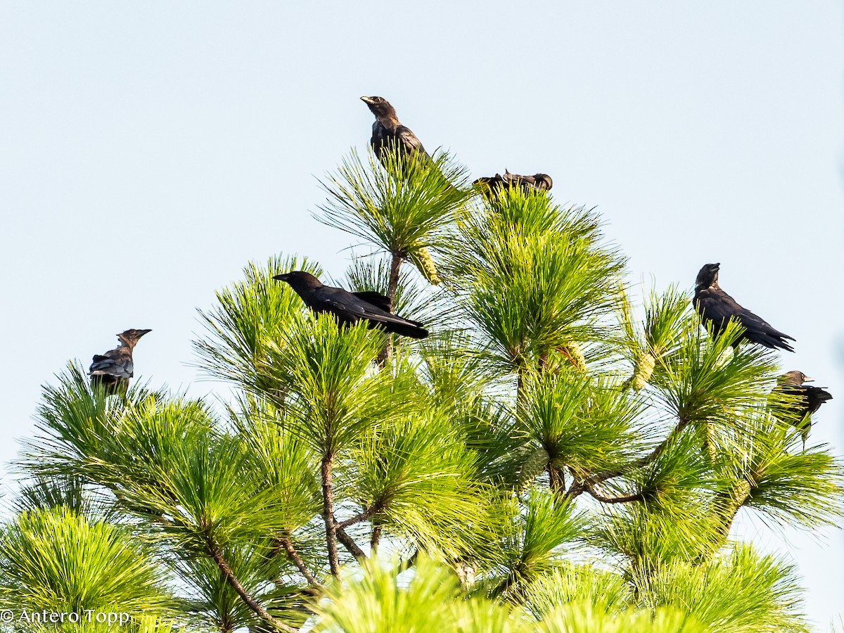 American Crow - ML622106523