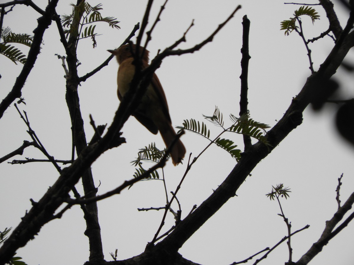 Rufous Casiornis - Silvia Enggist