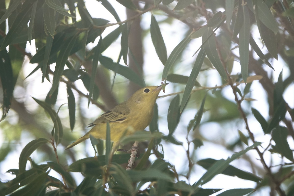 Paruline jaune - ML622106535