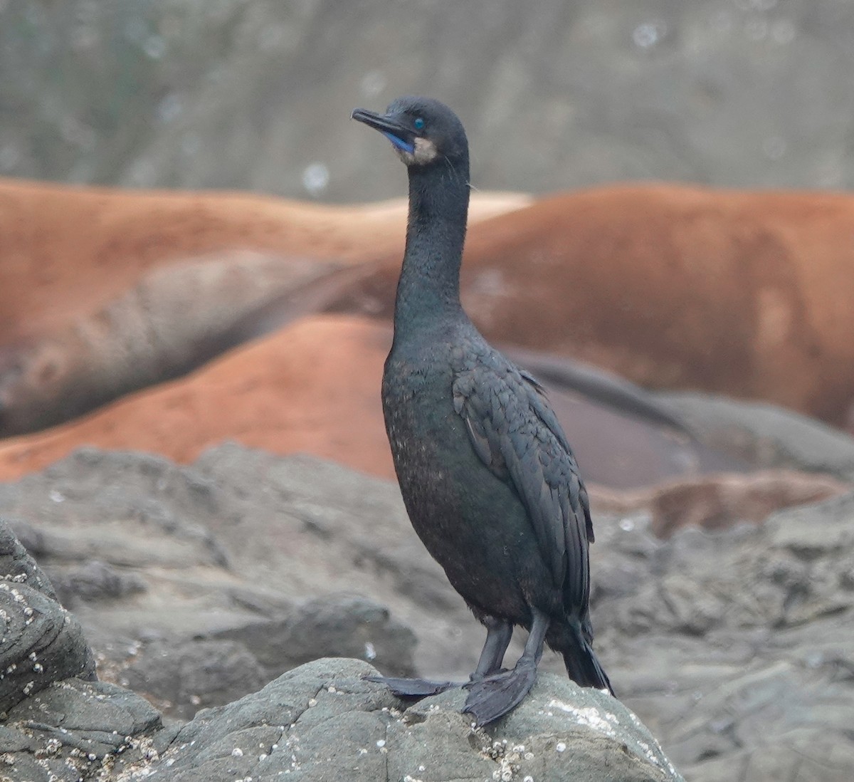 Cormoran pélagique - ML622106554