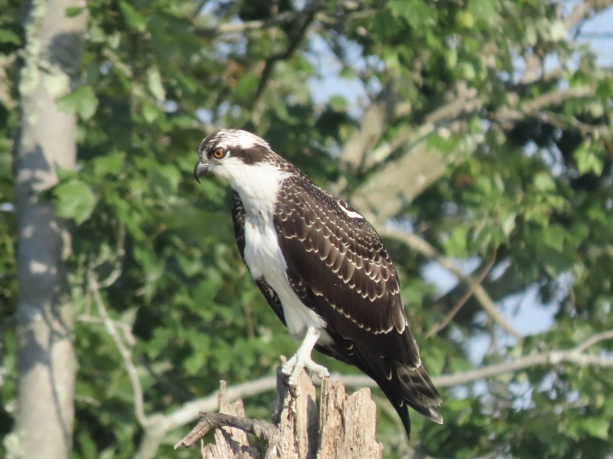 Balbuzard pêcheur - ML622106555