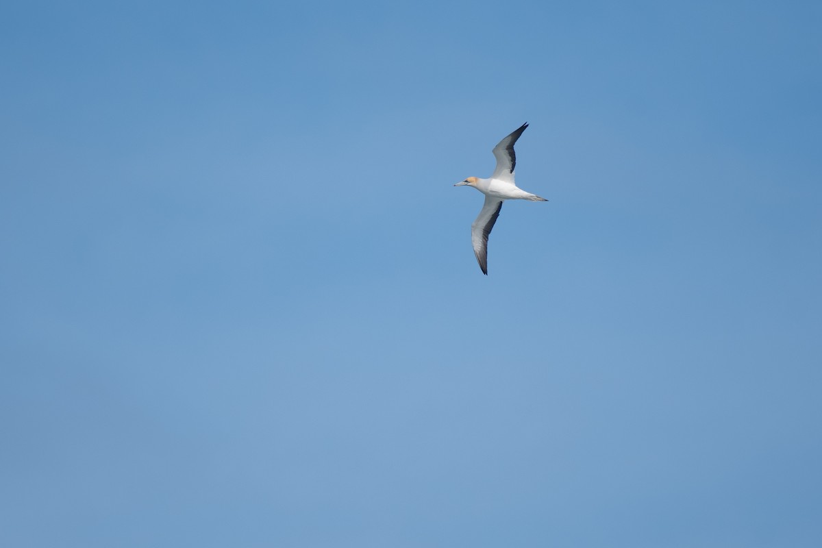 Australasian Gannet - ML622106565