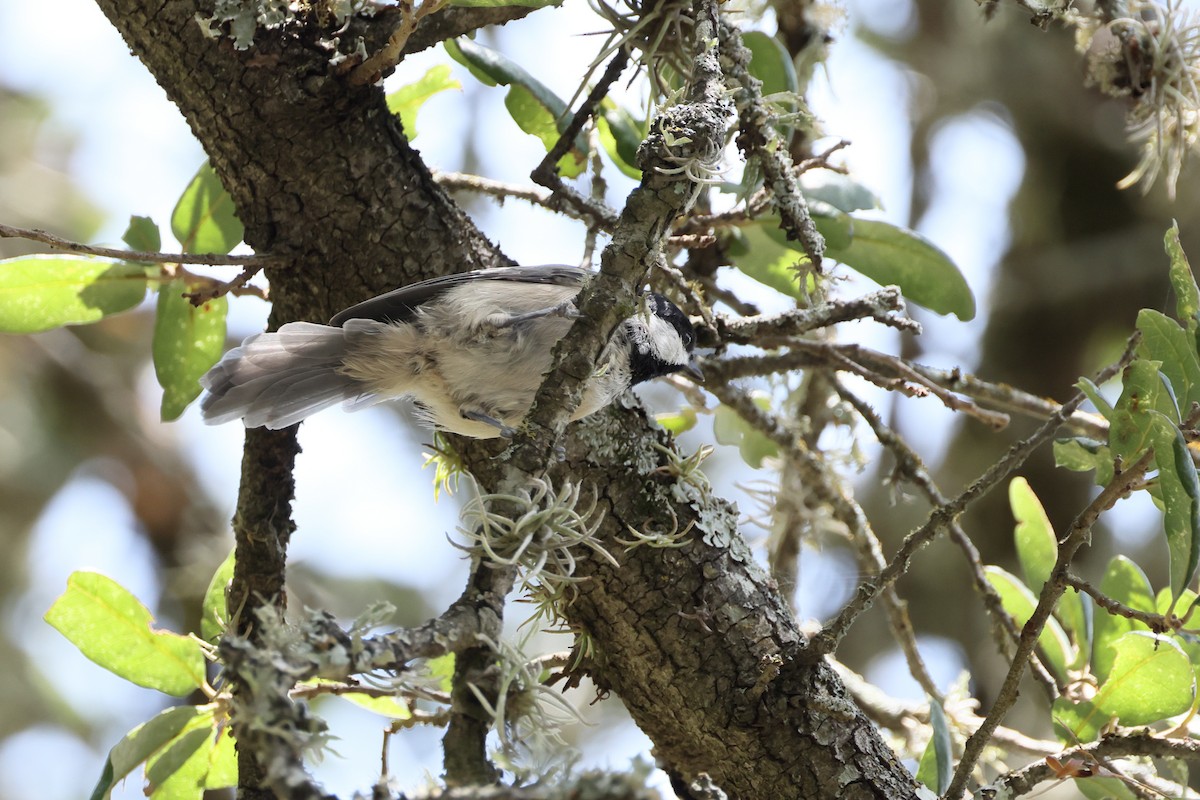 Carolina Chickadee - ML622106574