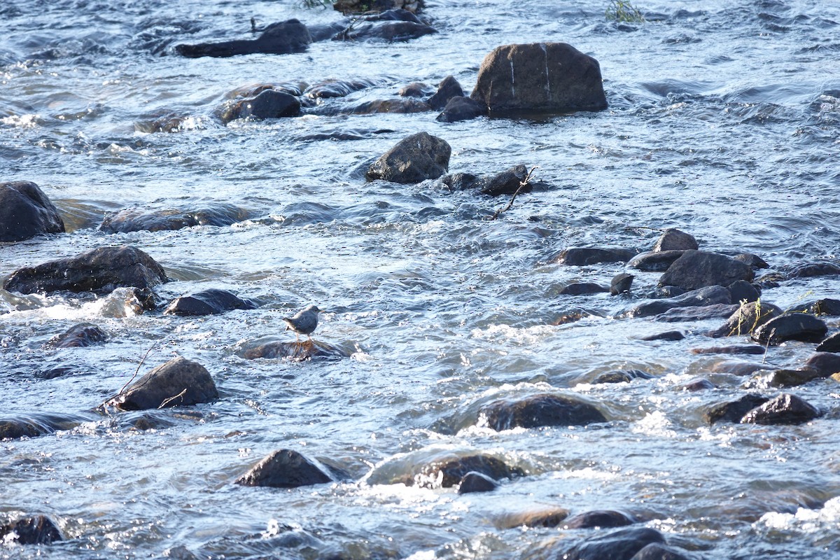 American Dipper - ML622106612