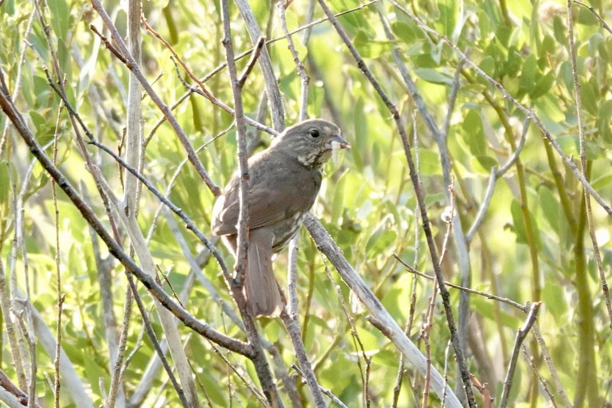 Fox Sparrow - ML622106626