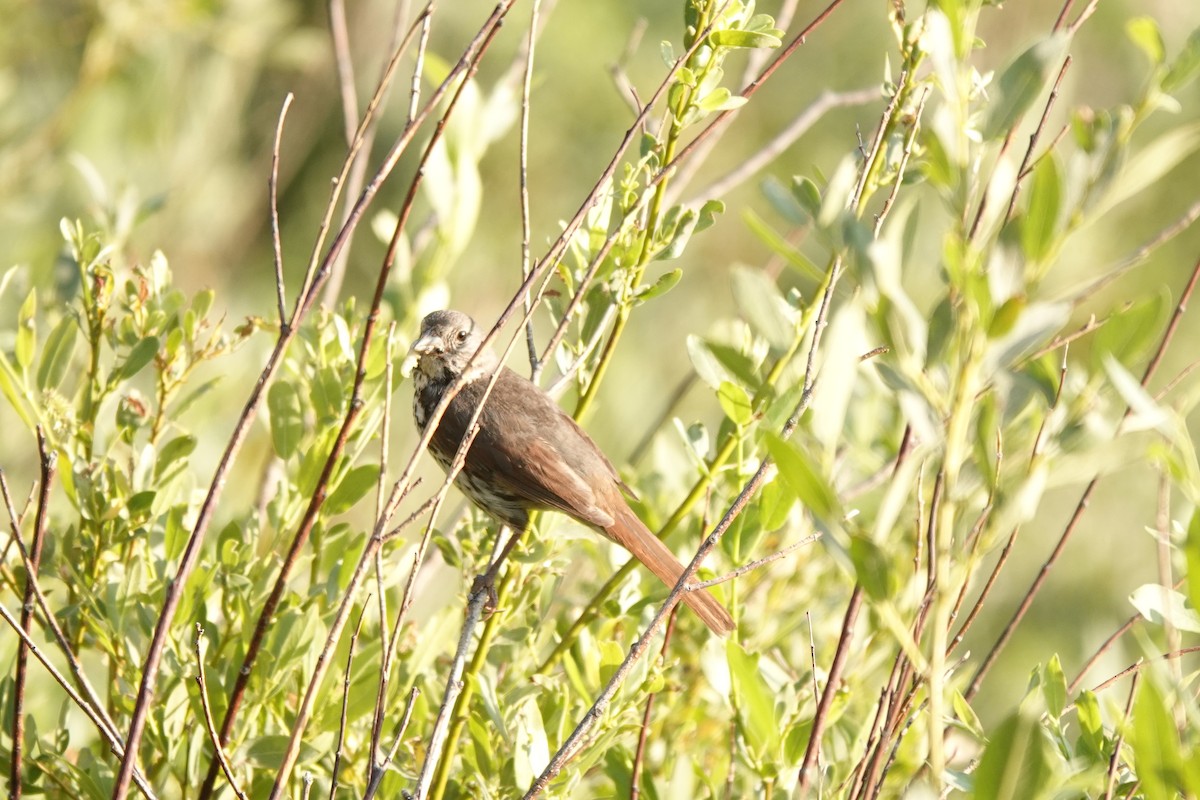 Fox Sparrow - ML622106627