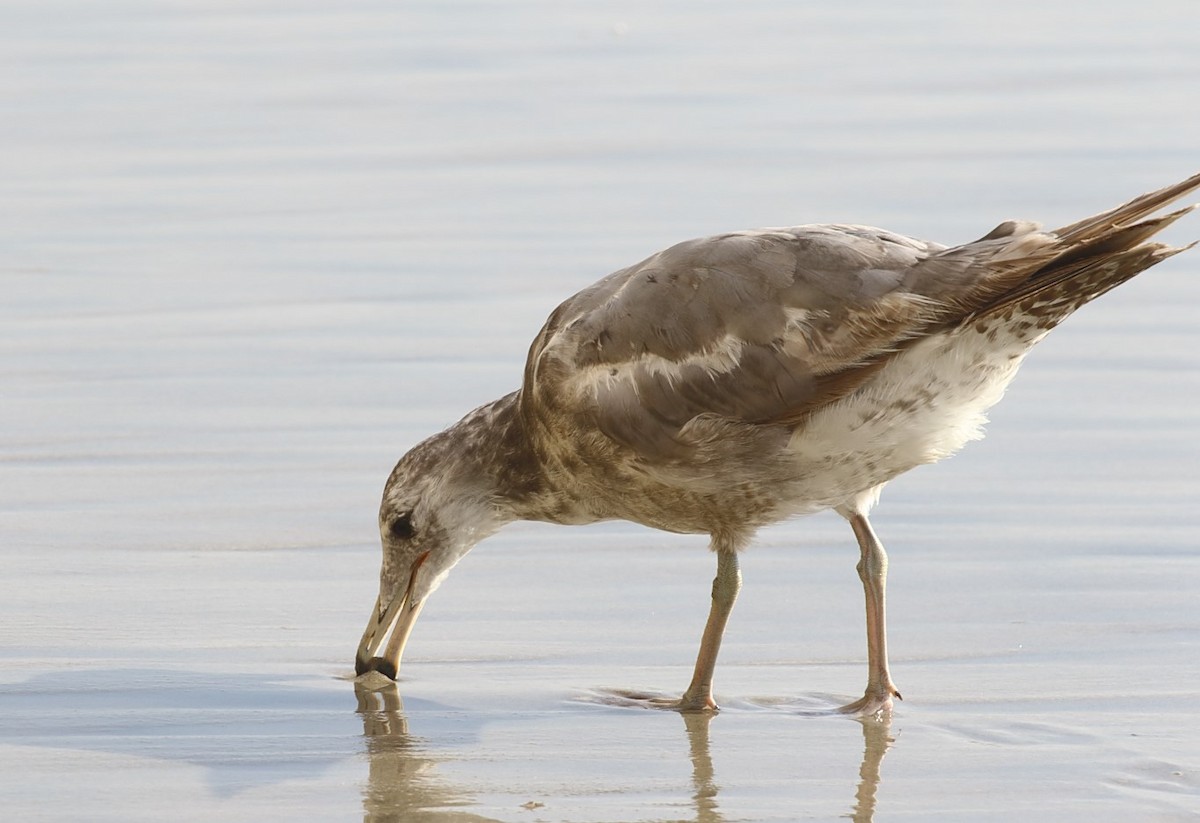 California Gull - ML622106628