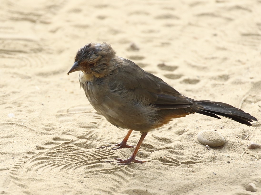 California Towhee - C. Jackson