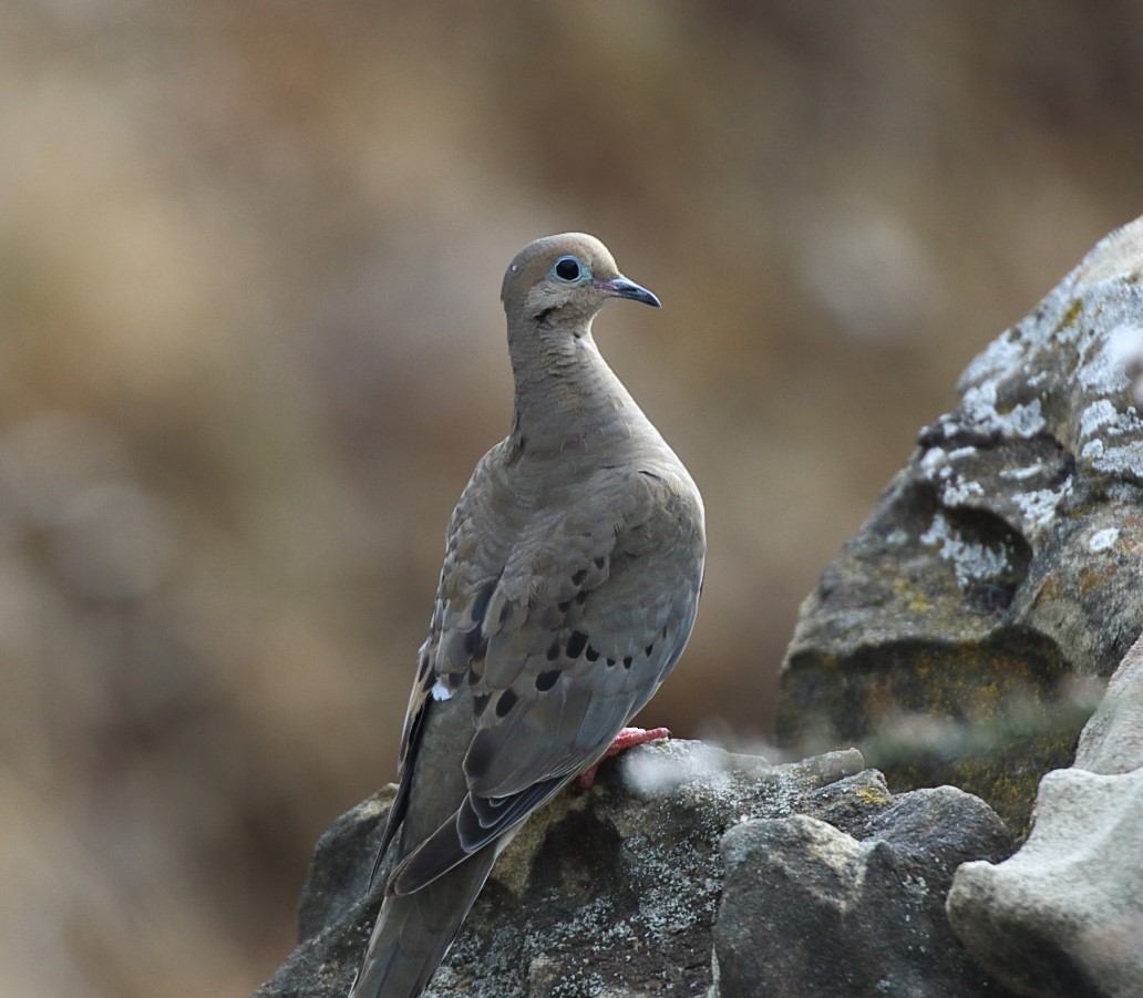 Mourning Dove - C. Jackson