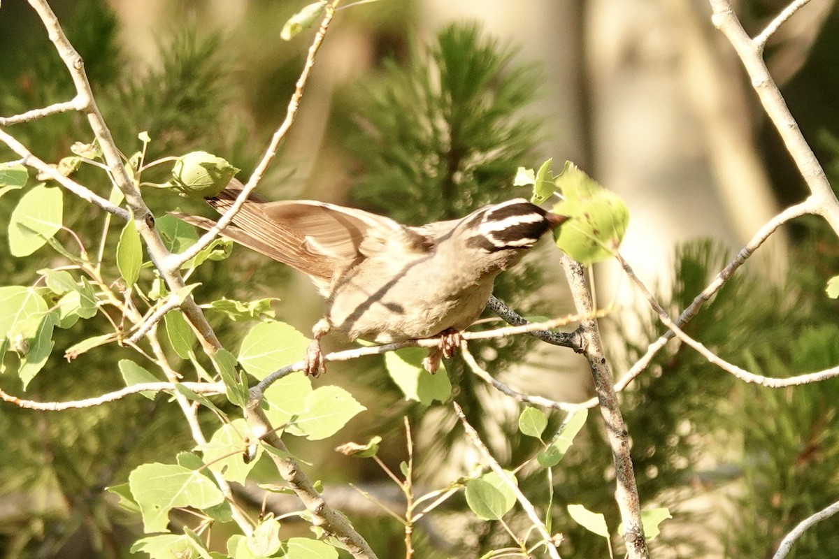 White-crowned Sparrow - ML622106658