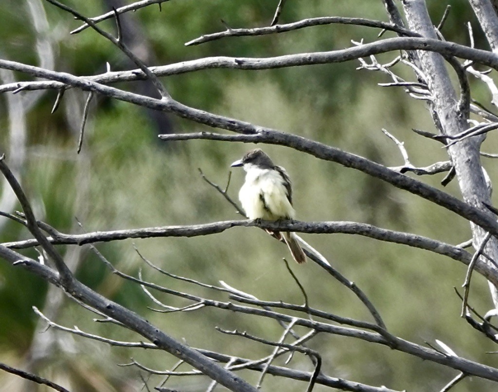 Dickschnabel-Königstyrann - ML622106659