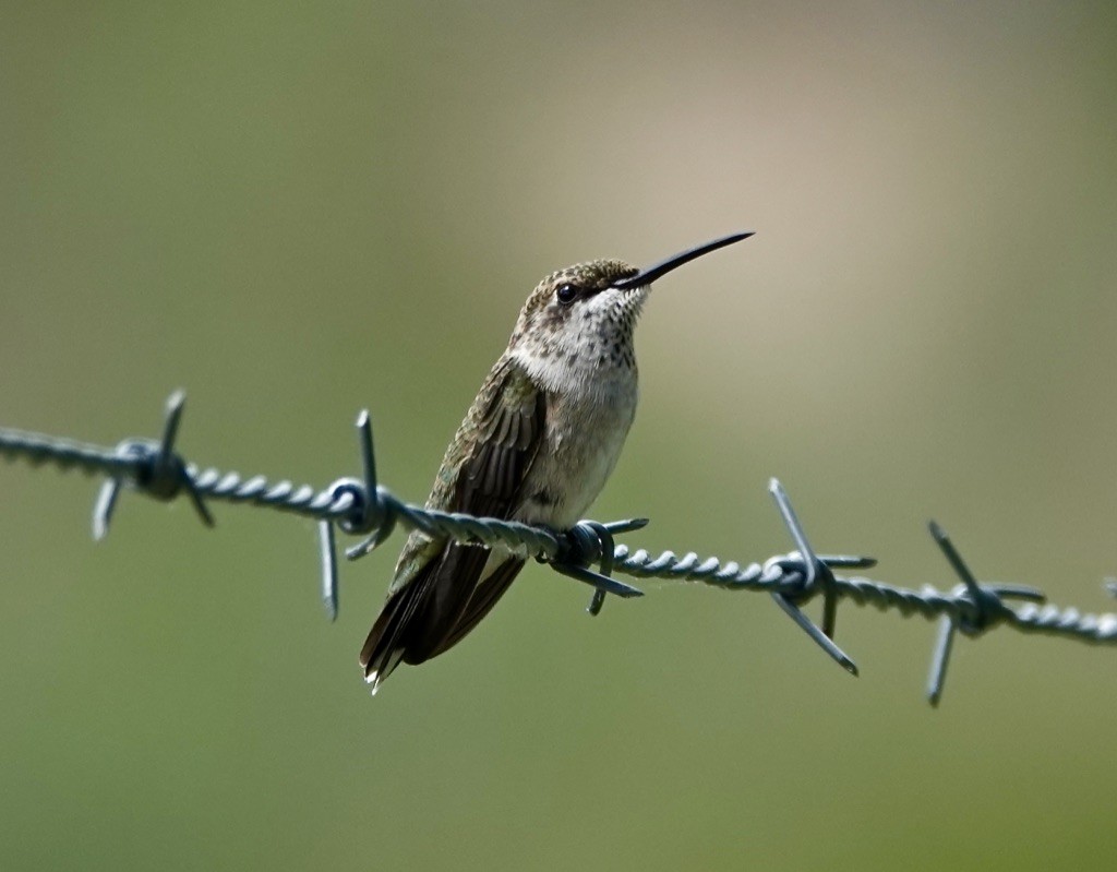 Geniş Kuyruklu Kolibri - ML622106674