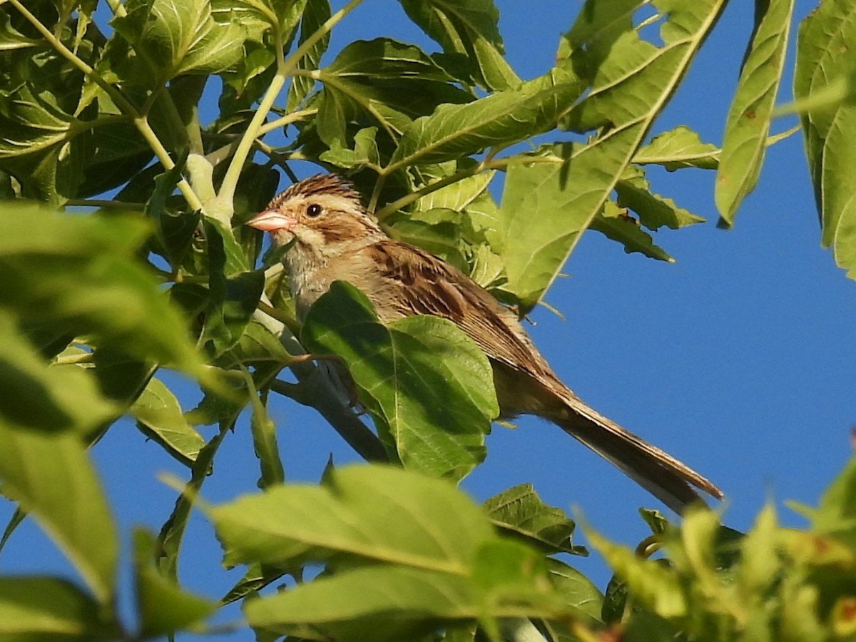 Fahlammer - ML622106681