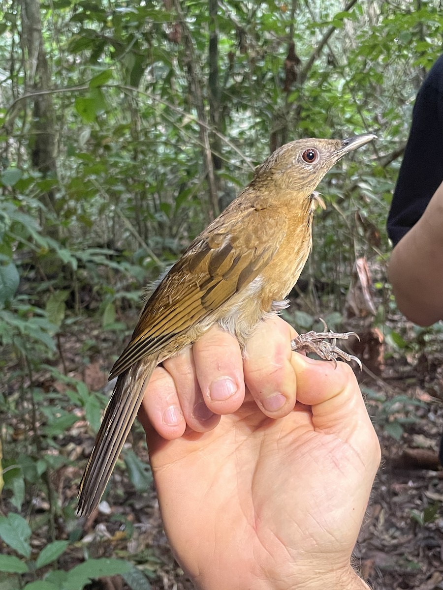 Hauxwell's Thrush - ML622106684