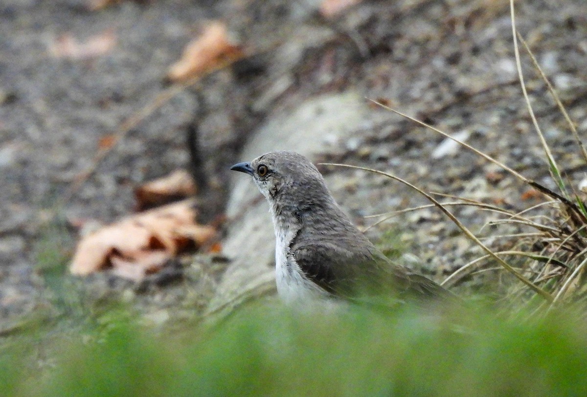 Northern Mockingbird - ML622106697