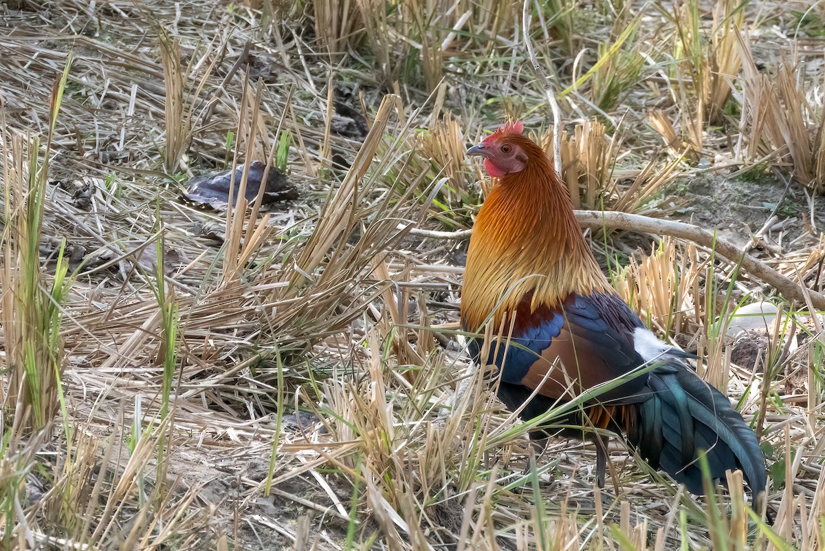 Red Junglefowl - ML622106698