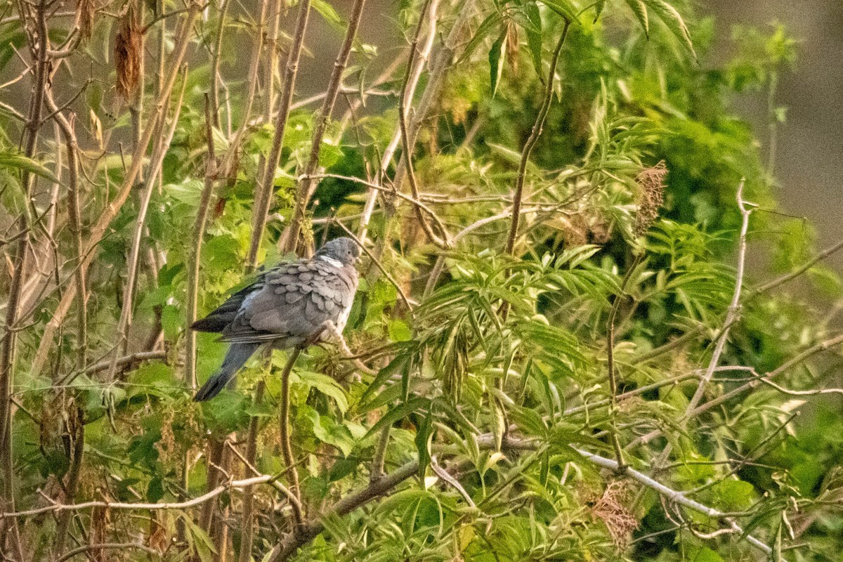 Common Wood-Pigeon - ML622106723