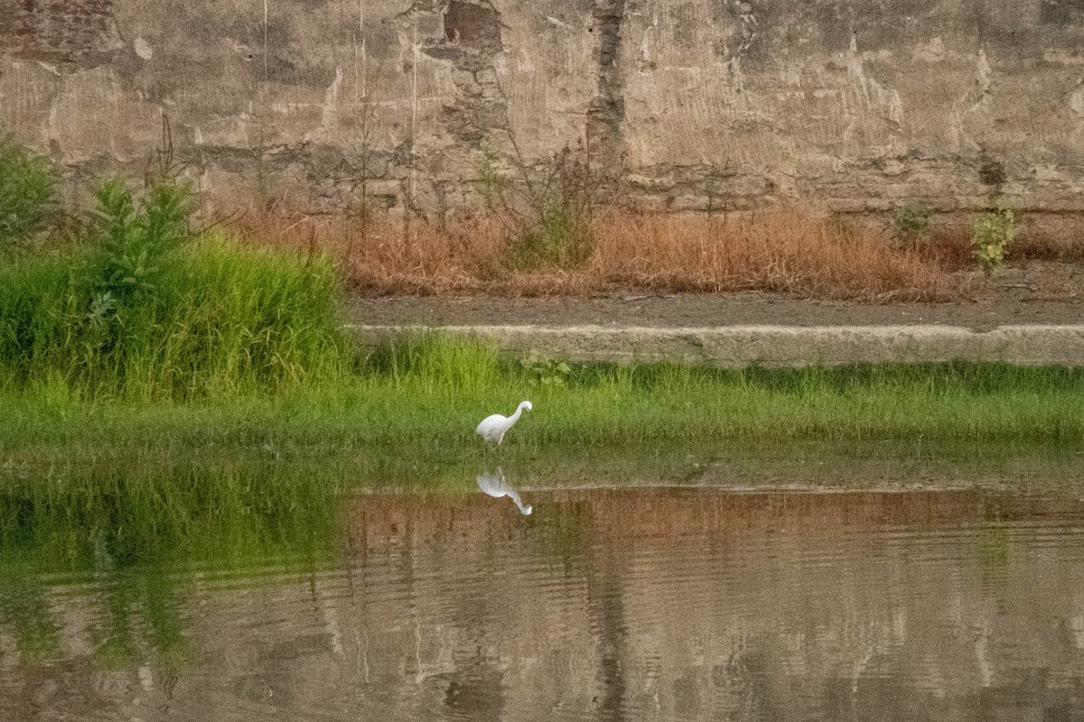 Little Egret - ML622106725