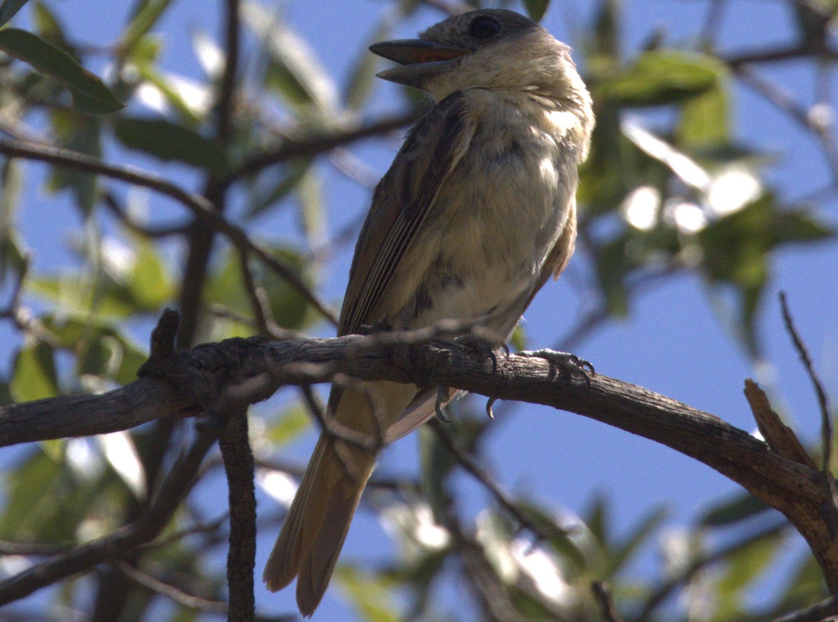 Rose-throated Becard - Tony Shrimpton