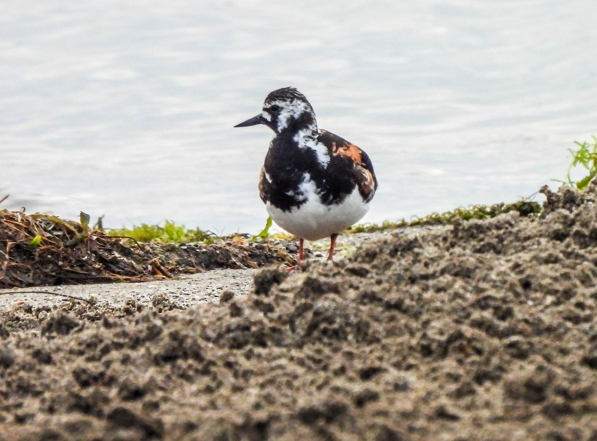 Ruddy Turnstone - ML622106729