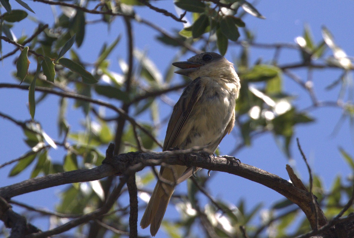 Rose-throated Becard - ML622106730