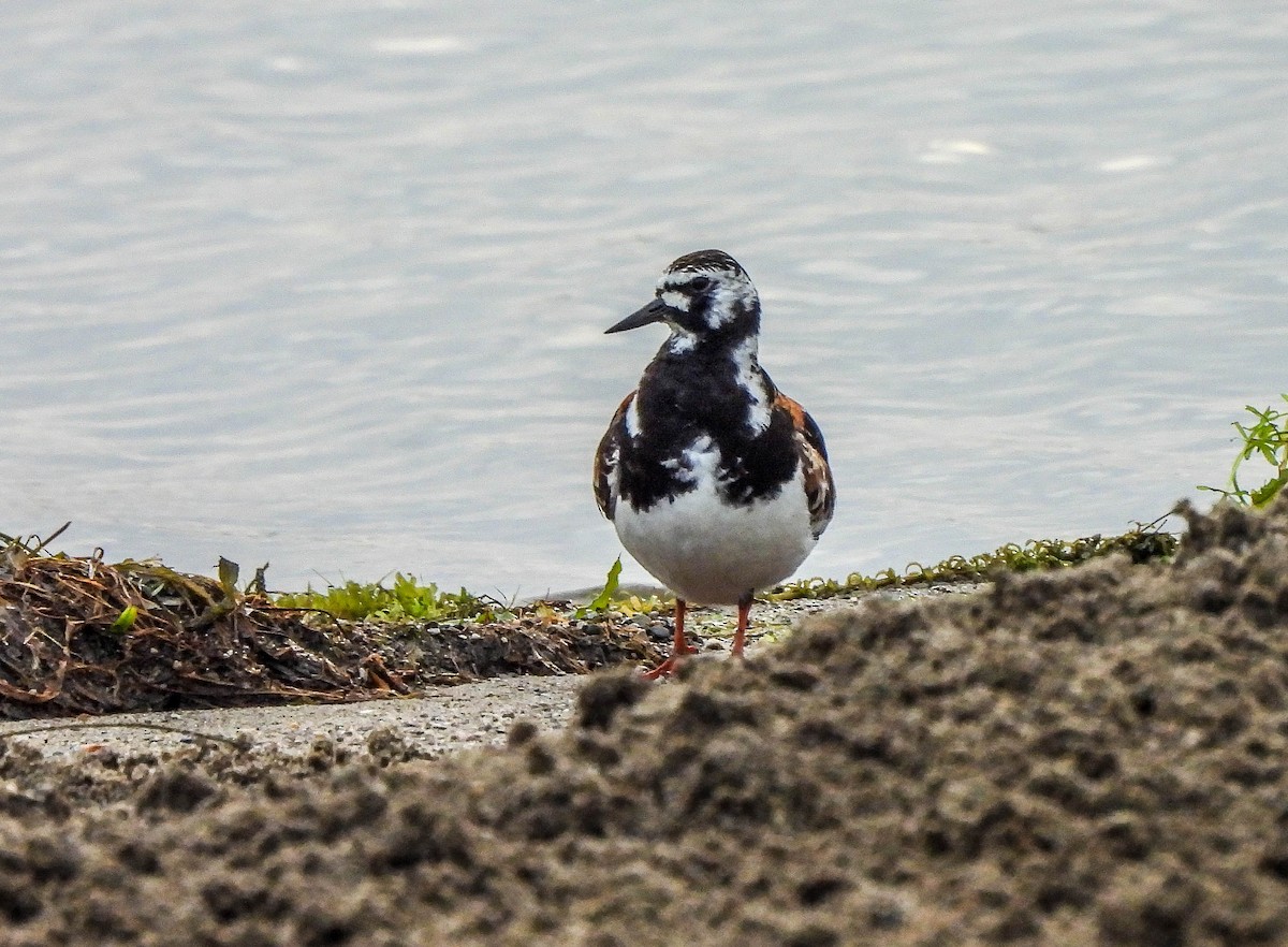 Ruddy Turnstone - ML622106731