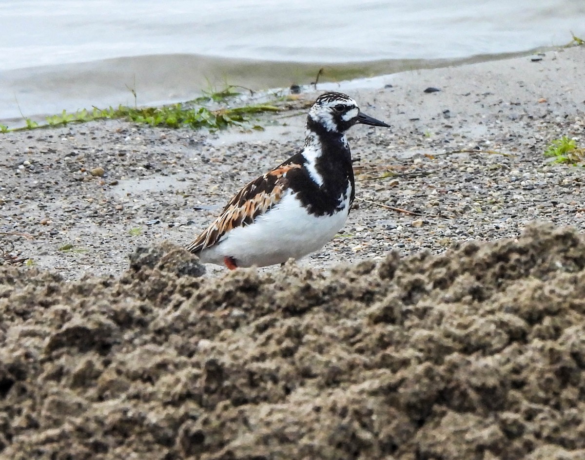 Ruddy Turnstone - ML622106732