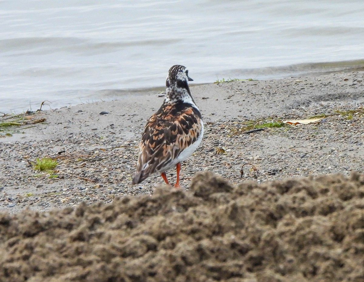 Ruddy Turnstone - ML622106733