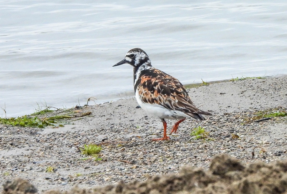 Ruddy Turnstone - ML622106734