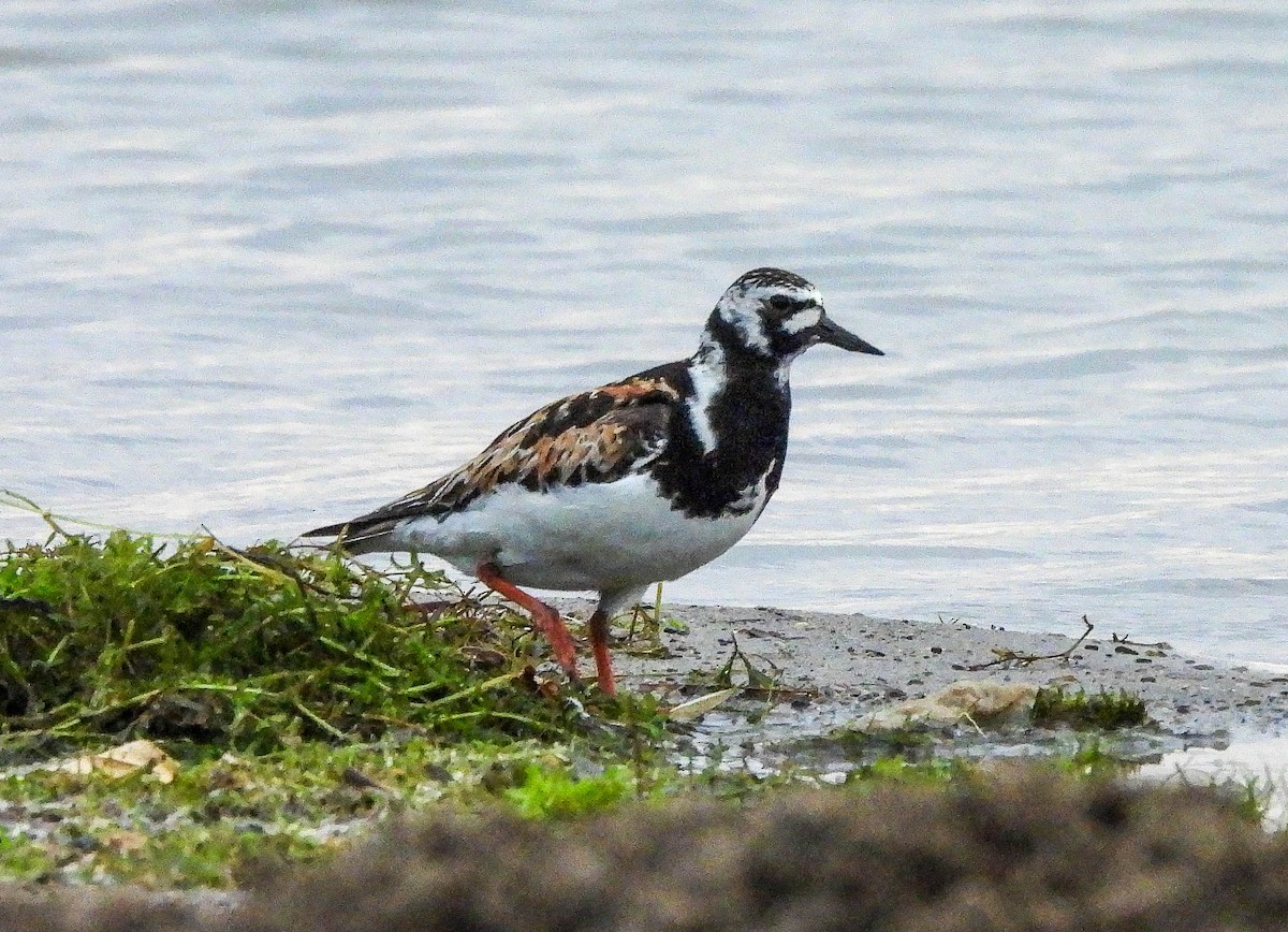 Ruddy Turnstone - ML622106737