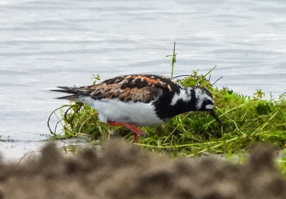 Ruddy Turnstone - ML622106738