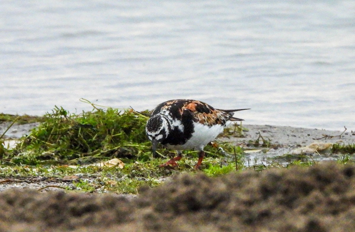 Ruddy Turnstone - ML622106739