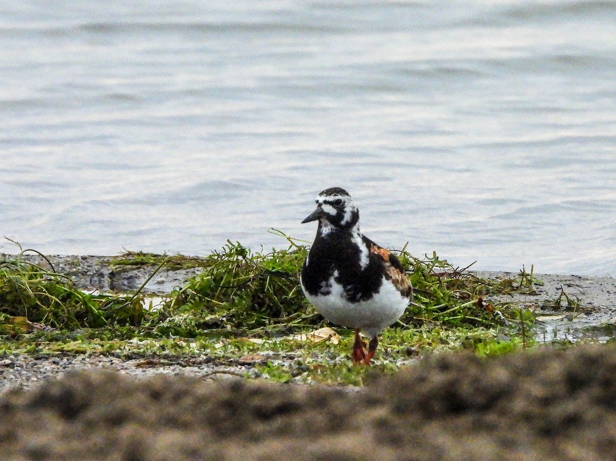 Ruddy Turnstone - ML622106740