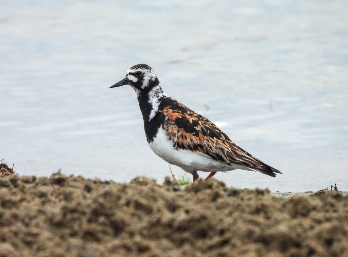 Ruddy Turnstone - ML622106741