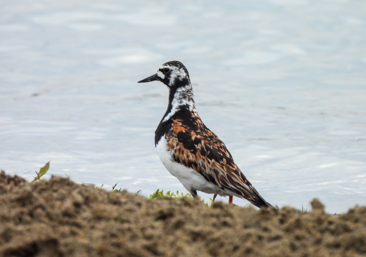 Ruddy Turnstone - ML622106742