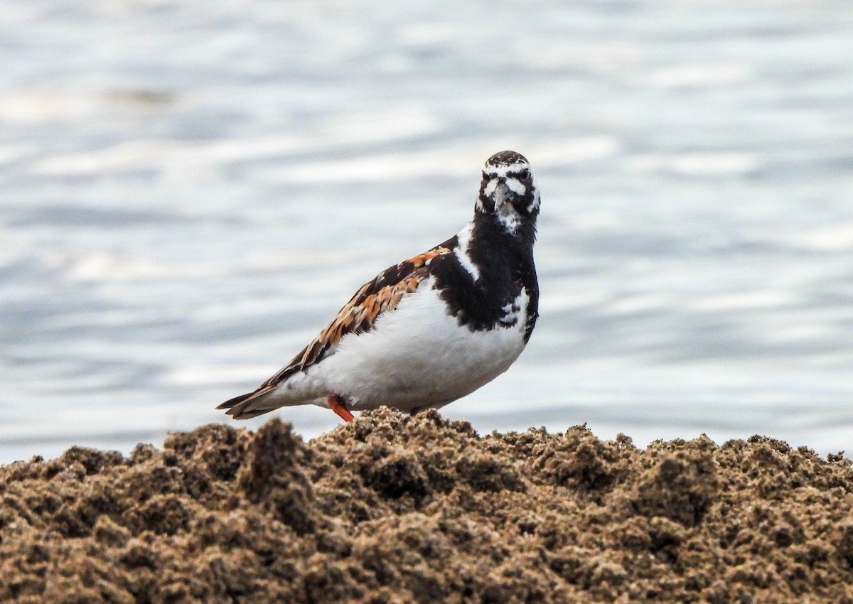 Ruddy Turnstone - ML622106743