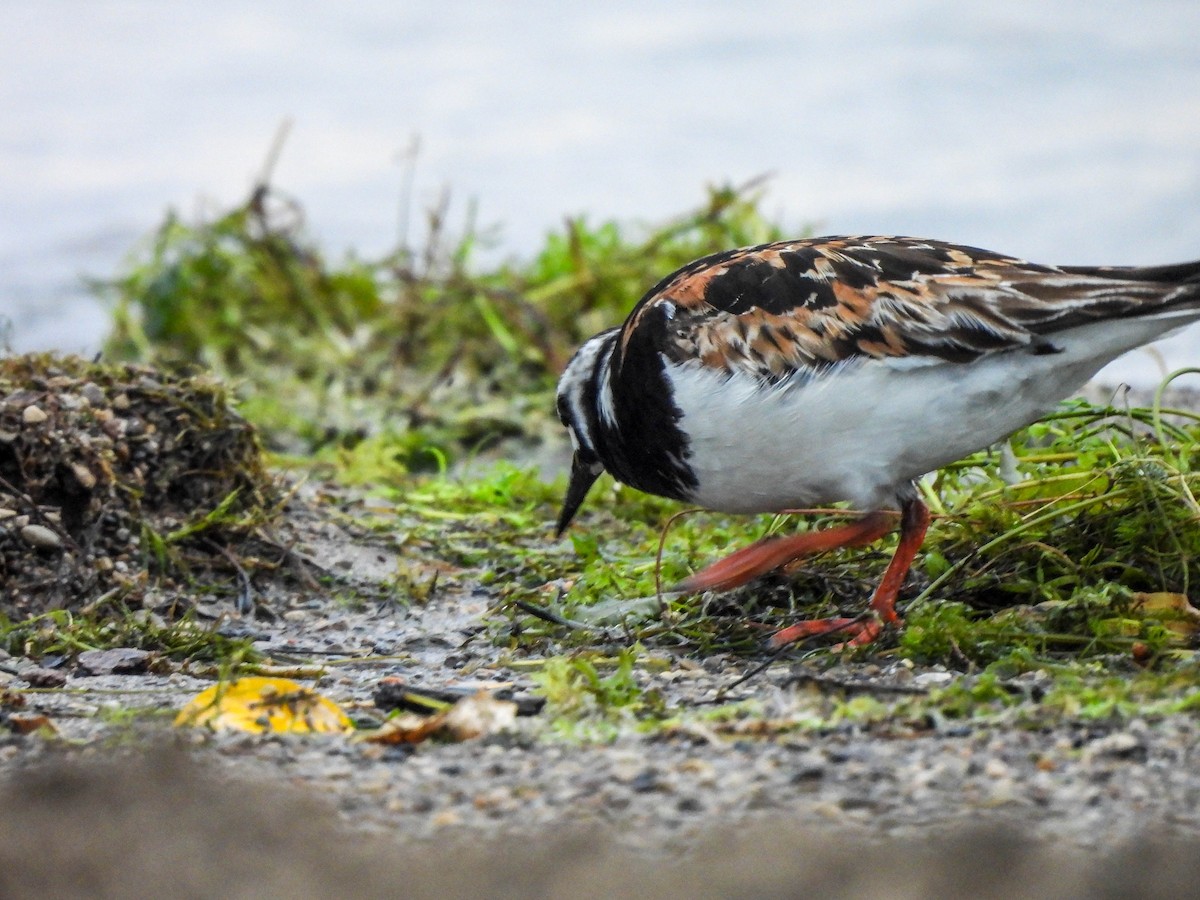 Ruddy Turnstone - ML622106744