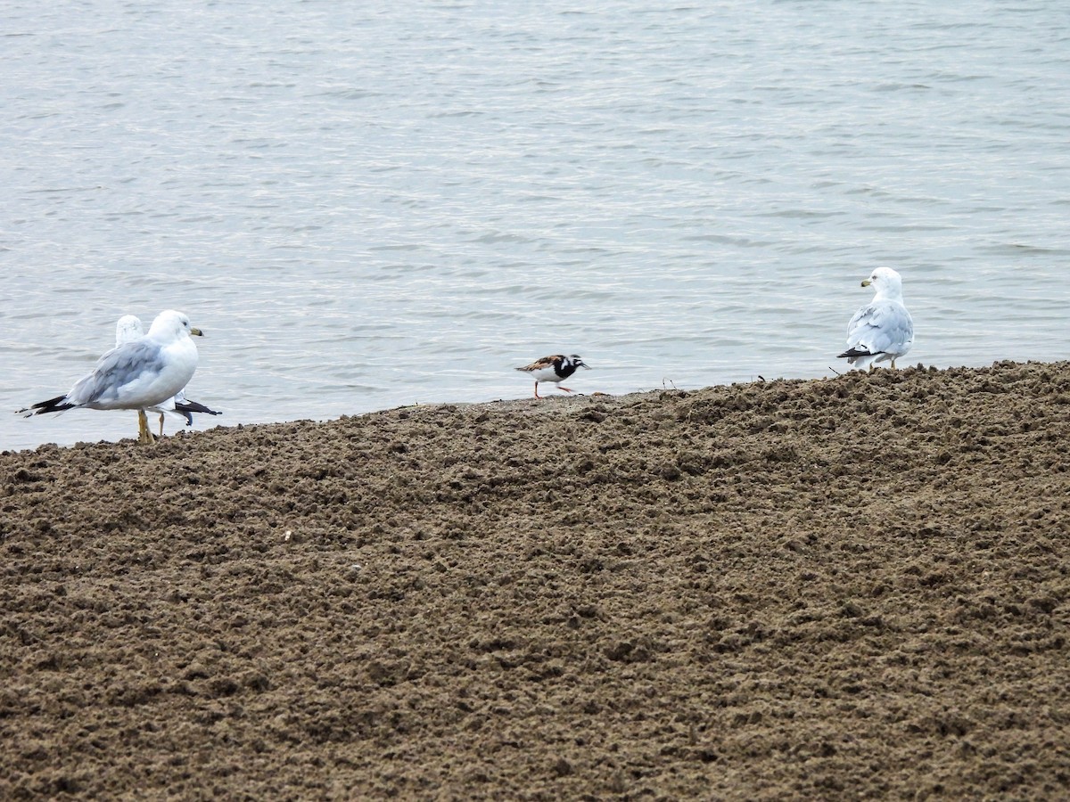 Ruddy Turnstone - ML622106745