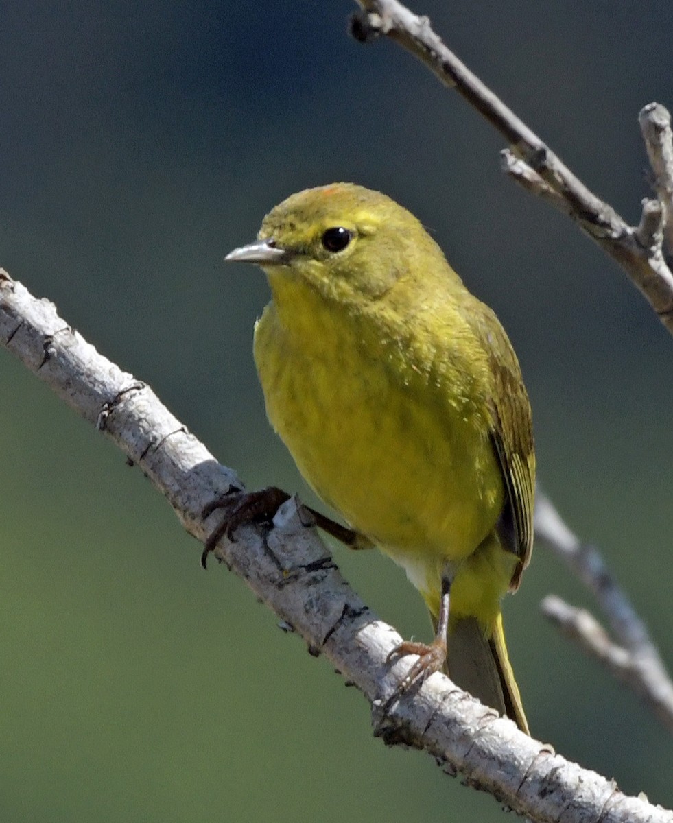 Orange-crowned Warbler - ML622106752