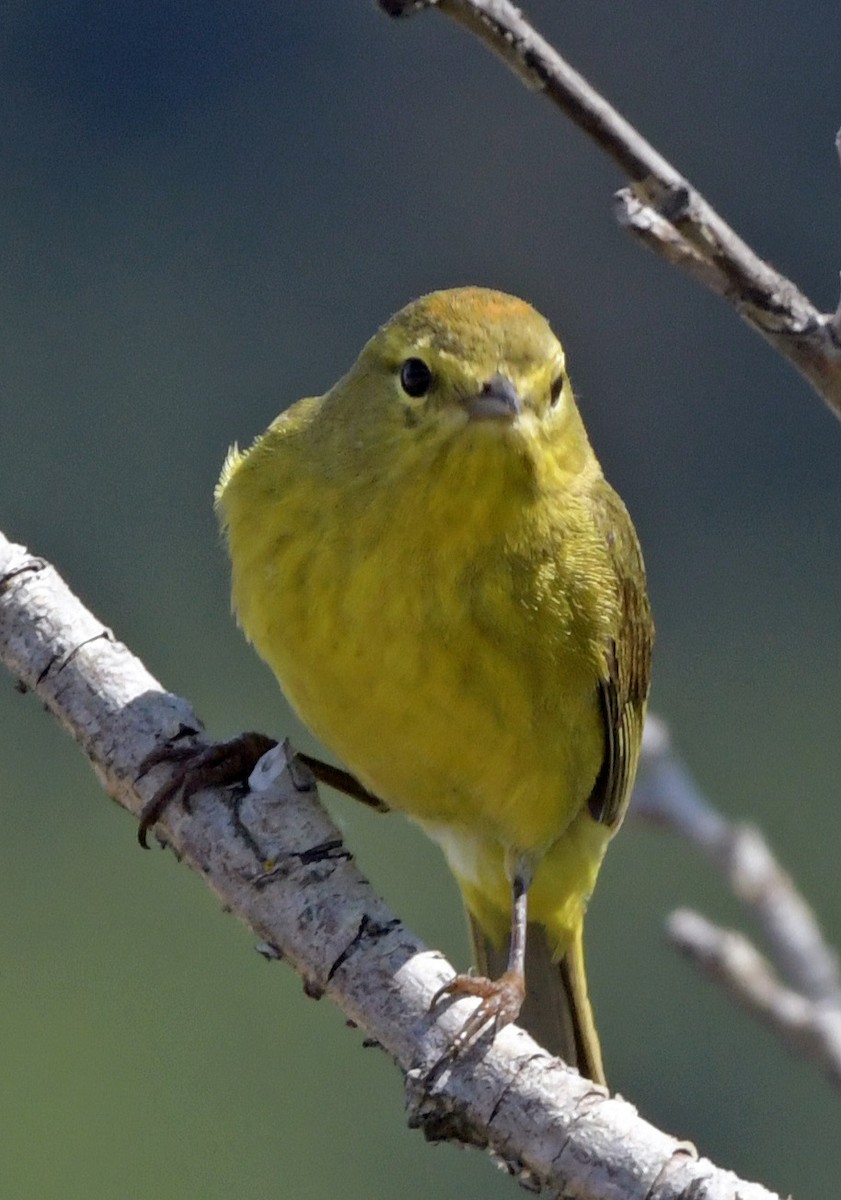 Orange-crowned Warbler - ML622106753